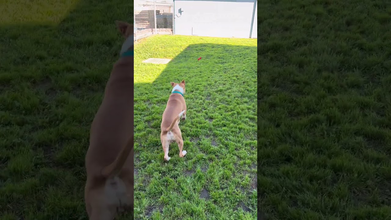 Enlarge Zipline, a ADOPTABLE mixed breed in Sacramento, CA video 5/5