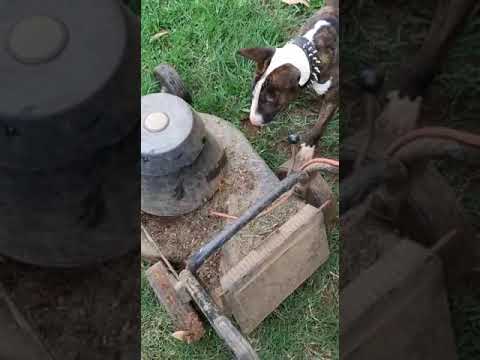 Bull terrier playing