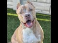 Adopt Barney At Best Friend Dog And Animal Adoption Inc 2 9 24