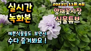 2023년 11월 4일 랜선으로 예쁜식물 구경하면서 수다즐겨봐요. #양재꽃시장 #식물튜브 #식물아빠