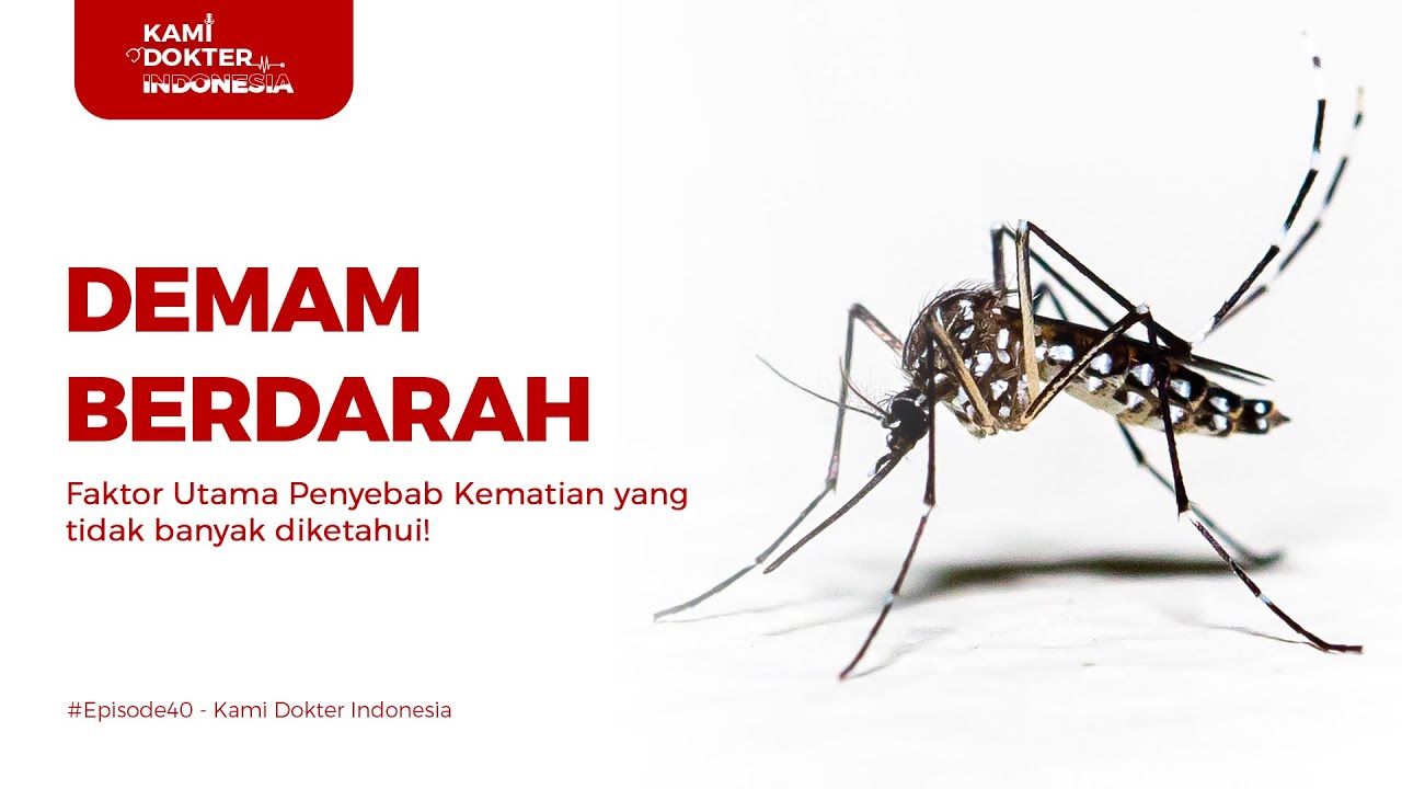 FAKTOR UTAMA PENYEBAB KEMATIAN DBD YANG TIDAK BANYAK DIKETAHUI! #Episode40