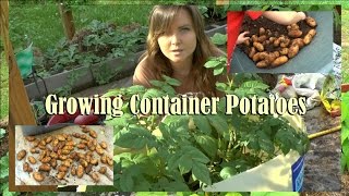 Grow Dozens Of Potatoes In Three Square Feet!