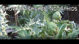 Grow Artichokes Without Aphids - Start to Finish