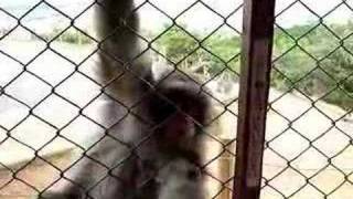 Japanese Macaque's