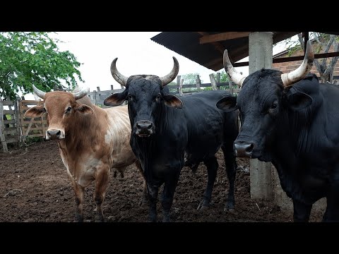 CHEGOU MAIS UMA BOIADA PESADA NA FAZENDA DO CASAL APARECIDA E ZÉ EM CATURITE-PB 