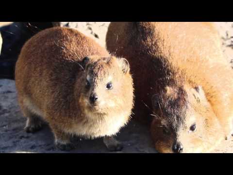 SOUTH AFRICA 2017 || BEST TRIP EVER!