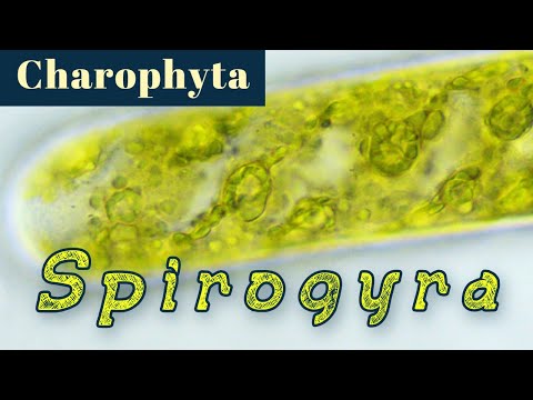 Spirogyra (Zygnematales/Charophyta)