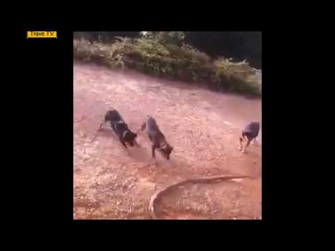 Dog vs Snake (Cobra)