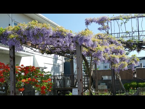 [4K]舞妓の藤 | 岩手･盛岡観光情報（Morioka･Iwate）