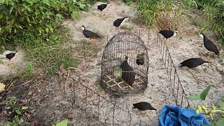 Best bird hunting method✔ Easy bird trap & A