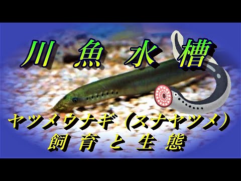 IUCN分類における絶滅の危険性を示す図。