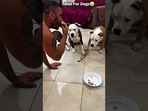 Man Playing Arrow Game With Three Dogs #shorts #paw