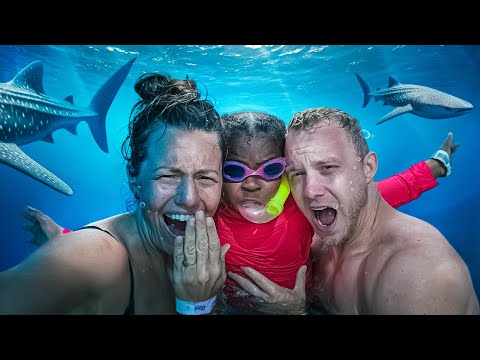Swimming with Whale Sharks in Mexico!