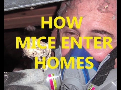 How mice enter homes