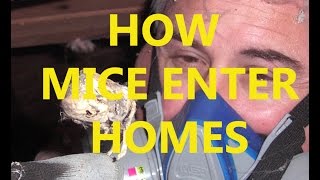 How mice enter homes