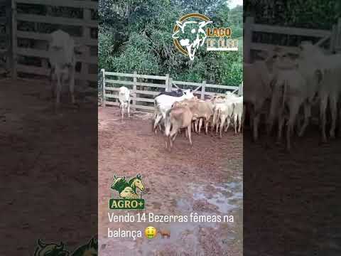 14 BEZERRAS ZEBUADAS.                     📍 Açucena MG  33 99989-3923 #bezerra #minasgerais #brasil