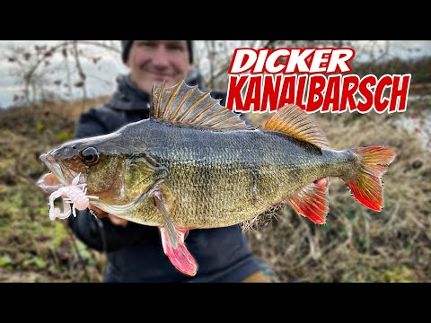 EFFEKTIV auf BARSCH! Ohne viel Gepäck zum FISCH. NOK-BARSCH