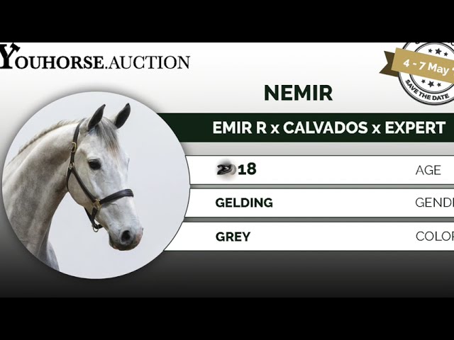 Nemir under the saddle