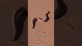 Fastest Snake In The World SIDEWINDER #shorts