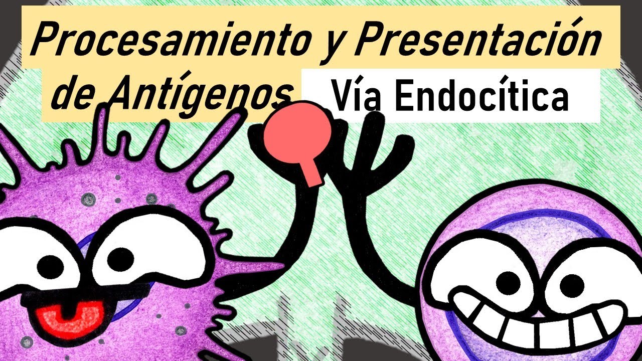 Vía Endocítica | Procesamiento y Presentación de Antígenos | Parte 1