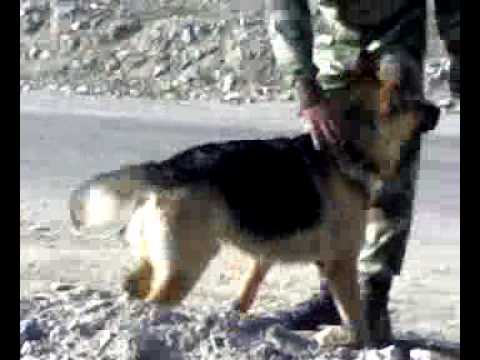 GERMAN SHEPHRED----by mubashir raja