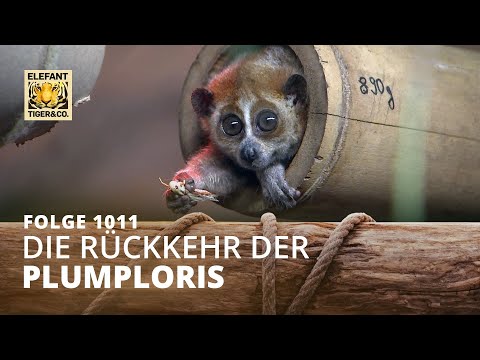 Wernhard wirkt Wunder (Folge 1011) | Elefant, Tiger & Co. | MDR