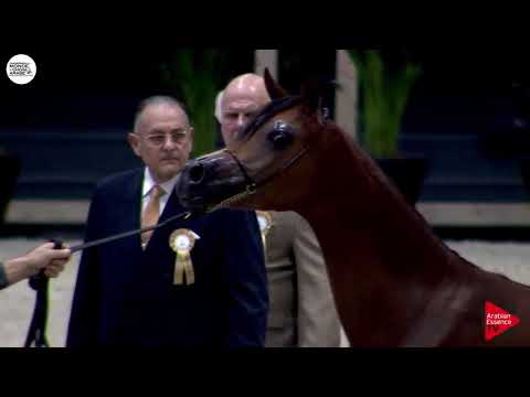 N.3 AJ SAMARA - Paris 2018 - Yearling Fillies (Class CM 1A)