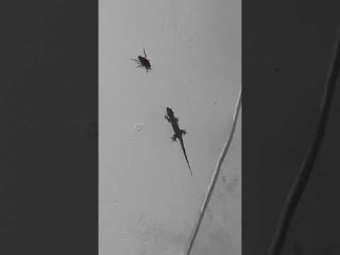 lagartixa caçando baratas