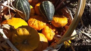 Pictures in Review of UVPCGG Food forest 2015 to 2016