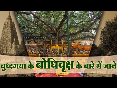 download lagu mp3 mp4 Bodhi Tree, download lagu Bodhi Tree gratis, unduh video klip Bodhi Tree