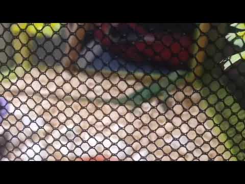 Como Aser un nido para peces bettas