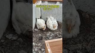 ピヨちゃん初めての砂浴び #癒し #赤ちゃん #backyardchickens #chicken #動物 #かわいい #ひよこ