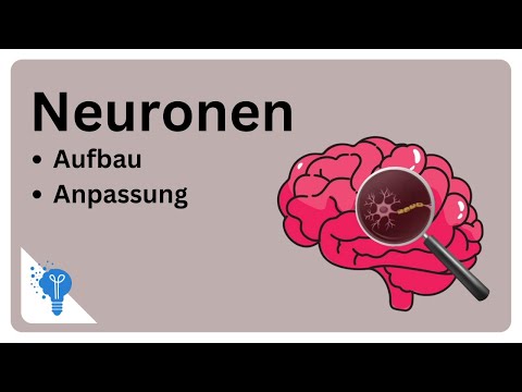 Die faszinierende Welt der Neuronen | Anatomie2Go