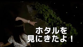娘とホタルを見にいった!
