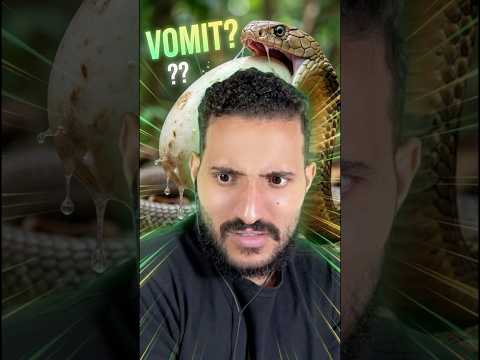 A cobra engoliu o ovo inteiro?