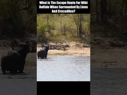 , title : 'What Is The Escape Route For Wild Buffalo When Surrounded By Lions And Crocodiles??'