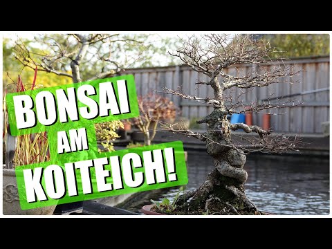 Koiteichblog [147] ★ Bonsai und Koi - Heute mal Bonsai