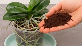 Sprinkle 1 teaspoon! Suddenly the orchid grew 1001 roots and bloomed super flowers
