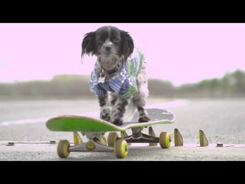 Murdy the Dawg Redirect