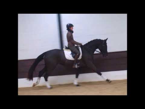 SCALEA 3j Hann. v. Scuderia - Amidou -gerade angeritten-