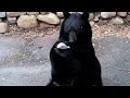 Man Wakes Up To Find Huge Black Bear Snacking While Standing On His Deck