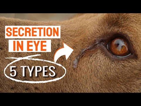 🐶👁5 TYPES of EYE SECRETION in a DOG