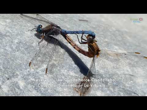 Dragonflies along the Great Mlaga Path and in the Province