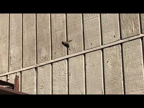 Dive Bombing Carpenter Bees in Jackson, NJ