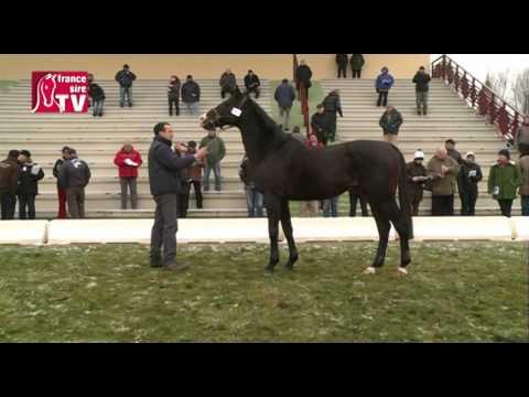 NOROIT - Etalon Show du Centre-Est 2013