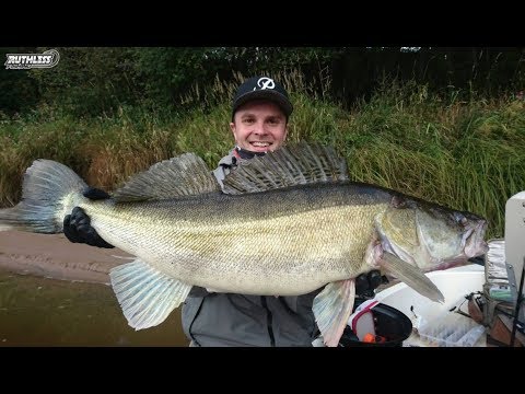 SIX SUPERSIZE ZANDERS CAUGHT BY RUTHLESS FISHING TEAM!!