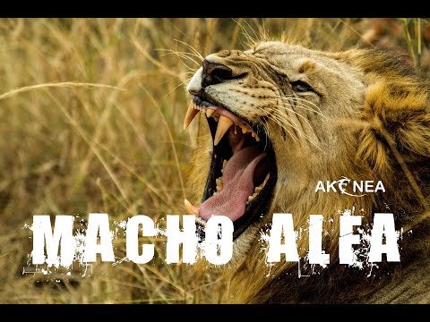 Hipnosis para Convertirse en un Macho Alfa