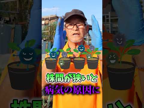 園芸 サヤエンドウ、菜園からキッチンまで