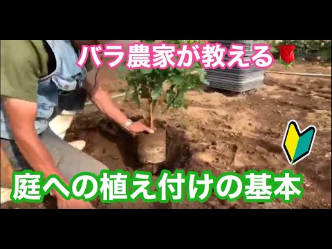 バラを正しく植える 庭の練習