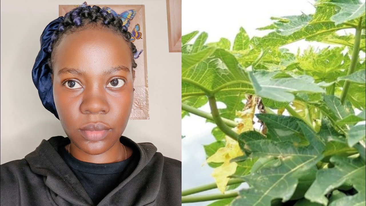 Amapapali gagogola emisiwa omukira negwelega bulungi wama nozina emana muno nasima